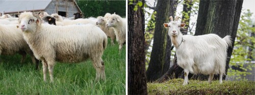 Figures 1–2. Podhale Zackel and Carpathian goat – Polish native breeds (Kawęcka A, Pasternak M).