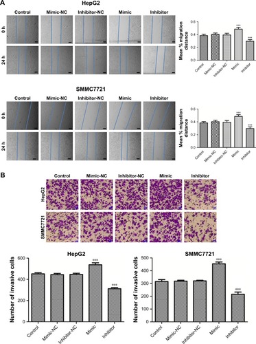 Figure 3 Effect of miR-18a on migration and invasion of HCC cells in vitro.