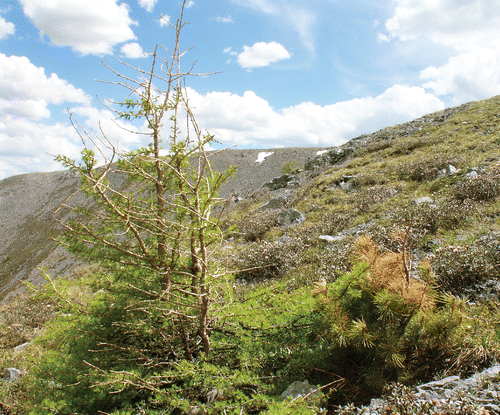 FIGURE 6 Multistem “post-krummholz” larch and prostrate Siberian pine. Apical shoot damage and needle discoloration above snow level caused by winter desiccation.