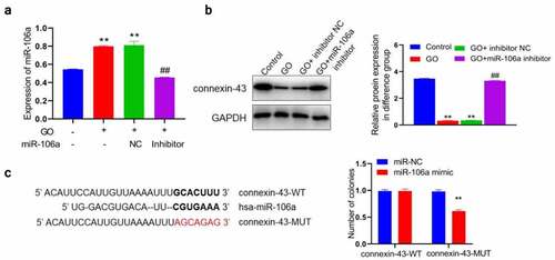 Figure 4. MiR-106a mediated connexin-43 by targeting the 3ʹUTR region and A. The level of miR-106a was measured using the RT-PCR assay. B. The expression level of connexin-43 was investigated by the Western blotting assay (**p < 0.01 vs. control, ##p < 0.01 vs. GO+ inhibitor NC). C. The correlation between miR-106a and connexin-43 was predicted and confirmed using the dual luciferase gene reporter assay (**p < 0.01 vs. miR-NC).