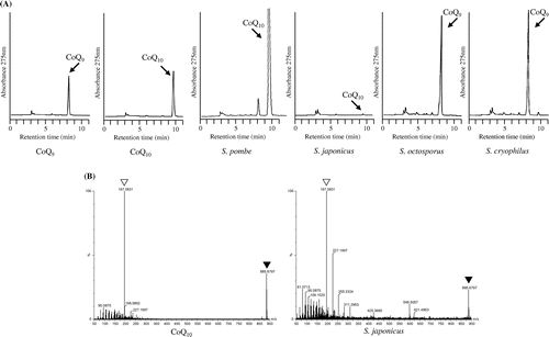 Figure 2. CoQ contents in four fission yeasts. (A) HPLC analyses of CoQs from S. pombe PR110, S. japonicus NIG5091, S. octosporus yFS286, and S. cryophilus OY26 with CoQ9 and CoQ10 standards. (B) MS analysis of CoQ produced in S. japonicus. Open triangle marks peak at 197.0831 m/z; closed triangle marks peak at 885.6797 m/z. It is identical to standard CoQ10.
