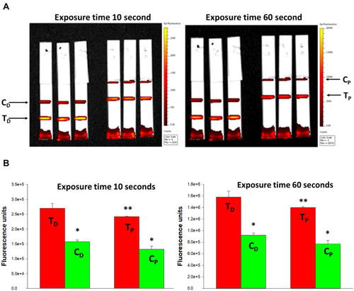 Figure 7 Capture of FNDP-NV-200nm-c13C6-rGP on HiF-75 using mAb 6D8 and GAH-IgG.Notes: (A) IVIS-50 images of triplicate strips where test lines (T) are closest to the AZ and control lines (C) 5 mm above the test line. FNDP-NV-200nm-c13C6 were incubated with rGP at 37°C for 5 minutes in a mass ratio of 1:1.3 (particles to rGP). Excess rGP was removed by centrifugation and pellet resuspension in MB to a particle concentration of 1 mg/mL. (B) Quantification by IVIS-50 of fluorescent signals at 10-sec or 60-sec excitation times. Bars are the mean of N = 3 ± SD. One-way ANOVA was calculated between test and control lines for all the experimental options. (*) P<0.001 for TD line and TP line; (**) P<0.05 for all options.Abbreviations: FNDP-NV-200nm-c13C6, fluorescent nanodiamond particles with NV active centers, 200 nm diameter, coupled to humanized chimeric c13C6 monoclonal antibody; mAb, monoclonal antibody; GAH-IgG, goat-anti-human immunoglobulin G; AZ, application zone; rGP, recombinant GP; TD and TP, test lines in distal and proximal positions relative to the top of the strip; CD and CP, control lines distal and proximal relative to the top of the strip; SD, standard deviation.