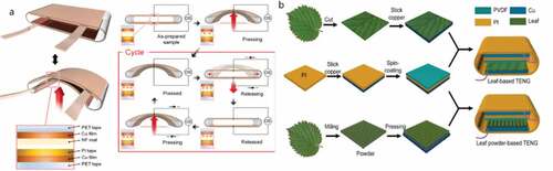 Figure 11. Environmentally friendly triboelectric nanogenerator. (a) Natural biopolymer-based triboelectric nanogenerators [Citation70]. (b) TENG using leaves as rubbing materials to capture wind energy [Citation71]