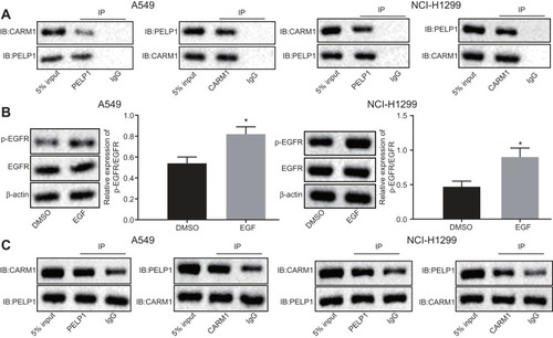 Figure 2 The binding of CARM1 and PELP1 was enhanced by EGFR activation. (A) The binding of CARM1 to PELP1 detected by Co-IP assay. (B) Western blot analysis of EGFR protein in EGF-treated A549 cells. (C) The binding of CARM1 to PELP1 in EGF-treated A549 cells detected by Co-IP assay. *p < 0.05 vs. cells treated with DMSO. The above results were all measurement data and expressed as mean ± standard deviation. Comparisons between two groups were analyzed using the unpaired t-test. Comparisons among multiple groups were analyzed using one-way ANOVA, followed by a Tukey’s multiple comparisons post hoc test. The cell experiment was independently repeated three times.