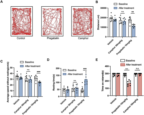 Figure 4 Evaluation of neurological adverse reactions to camphor. Motor functions were compared the effects of camphor and pregabalin on in mice by locomotor activity test and rotarod test. (A) Representative track plots in control, pregabalin and camphor group. Total distance of action (B), average moving speed (C) and resting time (D) were in open field. And we evaluated the ability of mice to maintain their position on an accelerating rotarod (E). n=6-8 per group. **p<0.01, ***p<0.001.