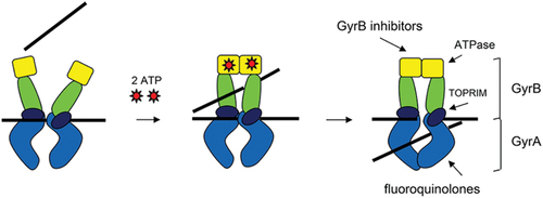 Figure 2. Bacterial DNA gyrase is composed of two GyrA subunits (light blue) and two GyrB subunits, which contain an ATPase (yellow), a transducer domain (green), and a TOPRIM domain (dark blue). A double stranded DNA segment (black) is captured, and, after ATP binding, the ATPase domains dimerize and the DNA strand gets trapped. ATP hydrolysis, double-strand cleavage, and strand translocation follow and then strand religation and dissociation of the ATPase domains occurs to reset the enzyme for future activity (Stokes, Vemula et al. 2020).