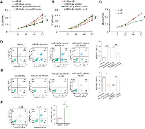 Figure 4 The role of miR-29c-3p and LIF on cell proliferation and apoptosis. (A) CCK-8 assays of Caco-2 cells after transfection with miR-29c-3p mimics and LIF mimics. (B) CCK-8 assays of Caco-2 cells after transfection with miR-29c-3p inhibitor and si-LIF. (C) CCK-8 assays of Caco-2 cells after transfection with si-LIF or scrambled control. (D)Flow cytometry analysis of cell apoptosis after transfection with miR-29c-3p mimics and LIF mimics (E) Flow cytometry analysis of cell apoptosis after transfection with miR-29c-3p inhibitor and si-LIF. (F) Flow cytometry analysis of cell apoptosis after transfection with si-LIF or scrambled control. *P<0.05, **P< 0.01, ***P<0.001.