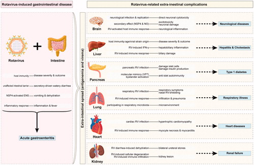 Figure 2. Rotavirus-related systemic diseases and proposed mechanisms. The primary infection of rotavirus in the intestine leads to acute gastroenteritis. However, the tropism and pathogenetic role of rotavirus infection is not only limited to the gastrointestinal tract. The extra-intestinal dissemination and infection of rotavirus in non-intestinal tissues such as the spleen, liver, heart, lung, kidney, testis, bladder, adrenal gland, pancreas and brain have been confirmed, which may sometimes lead to additional extra-intestinal complications. Here we present rotavirus-induced acute gastroenteritis and the frequently reported complications related to rotavirus extra-intestinal spread and propose the potential mechanisms. RV: rotavirus; VP7: viral structural protein; NSP4: non-structural protein; ENS: enteric nervous system; NO: nitric oxide; IFN-γ: interferon gamma.