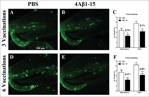 Figure 3. Confocal micrographs of brain sections with immunohistochemical staining represent the cerebral Aβ pathology in APP/PS1 mice after the third injection (A–C) and the sixth injection (D–F). Micrographs of brain sections obtained from mice with the median level of Aβ plaque burden in their respective groups. Scale bars are indicated in the figures. Histograms show the percentages of Aβ burden calculated by quantitative image analysis (n = 8). The reduction percentage relative to the controls is indicated in the figure. More Aβ plaque burdens were cleared after the sixth injection in 4Aβ1-15-treated mice (*P <0.05).