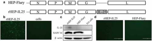 Figure 1. Confirmation of recombinant rHEP-IL25. (A) Schematic diagrams of the RABV genomes. N, nucleoprotein; P, phosphoprotein; M, matrix protein; G, glycoprotein; L, RNA-dependent RNA polymerase. (B) the rescued recombinant RABV expression of IL-25 was investigated by dFA with fluorescent antibody anti-RABV N antibody. (C) IL-25 expression and RABV M was determined by the western blot assay with anti-IL-25 and anti-RABV M antibodies. (D) IL-25 expression in NA cells was determined by iFA with the anti-IL-25 antibody.