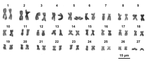 Figure 9. Giemsa stained karyotype of the sample from Ruvo del Monte (Potenza, Italy) (Photo by G. Odierna)