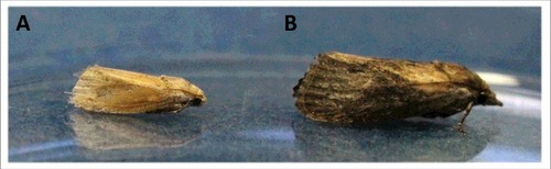 Figure 2. Galleria mellonella male (A) and female (B).