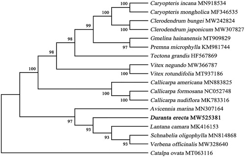 Figure 1. A maximum-likelihood (ML) tree illustrates the phylogenetic position of D. erecta among part of Verbenaceae species. The number on each node indicates bootstrap support value. After species is the chloroplast genome sequence login number used by GenBank.