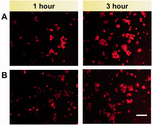 Figure 5. Rhodamine-B labeled HepG2 and Caco-2 cells cellular uptake. (A) Fe3O4@rGO-g-PSEA. (B) MET&CPT loaded magnetic Fe3O4@rGO-g-PSEA nanocomposite examined by fluorescence microscope after 1 and 3 h.