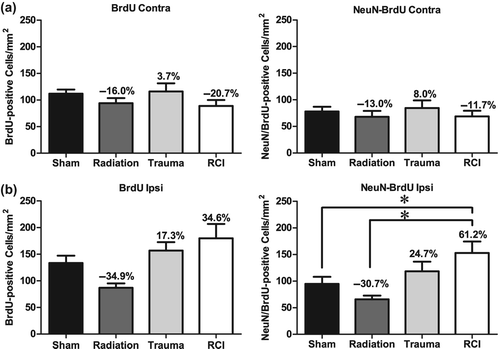 Figure 4. Total number of BrdU+ cells and BrdU+/NeuN+ cells per mm2 in the dentate subgranular zone of the Juvenile-RCI cohort. (a) In the contralateral hemisphere, there was a no significant group difference for BrdU+ cells (p = 0.242) or BrdU+/NeuN+ (p = 0.697). Percentage change compared with sham-treated animals. (b) In the ipsilateral hemisphere, there was a significant group difference for BrdU+ cells (p = 0.006) and BrdU+/NeuN+ (p = 0.004). RCI significantly increased the numbers of BrdU+ cells and BrdU+/NeuN+ compared to sham-treated and radiation only (p < 0.05). Percentage change compared with sham-treated animals. Each bar represents the mean of 9–10 mice; error bars are standard error of the mean (SEM).