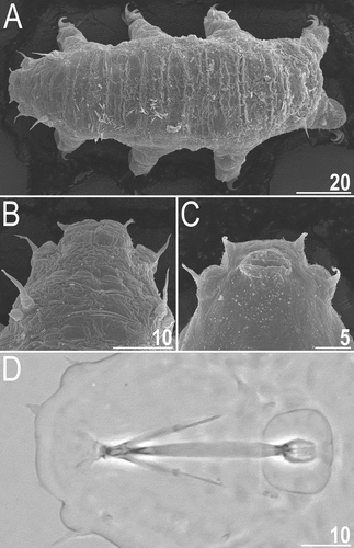 Figure 7. Detailed morphology of Echiniscoides bufocephalus sp. nov.: A. specimen in toto (SEM), B. head in close-up (dorsal view, SEM), C. head in close-up (ventral view, SEM), D. buccal apparatus (PCM). Scale bars in μm.