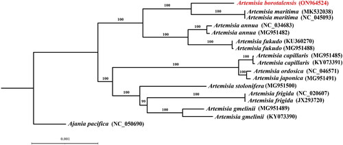 Figure 3. Phylogenetic trees inferred from maximum likelihood (ML) analyses based on 16 complete chloroplast genomes from 10 Artemisia species using Ajania pacifica as an outgroup with 1000 bootstraps replicates. The numbers above the branches indicate the bootstrap values. The species name colored in red represents our sequenced chloroplast genome (A. borotalensis). The following sequences were used: Ajania pacifica NC_050690 (Kim and Kim Citation2020), Artemisia annua MG951482 (Kim et al. Citation2020), Artemisia annua NC_034683, Artemisia capillaris KY073391 (Lee et al. Citation2022), Artemisia capillaris MG951485 (Kim et al. Citation2020), Artemisia frigida JX293720 (Liu et al. Citation2013), Artemisia frigida NC_020607, Artemisia fukudo KU360270 (Lee et al. Citation2016), Artemisia fukudo MG951488 (Kim et al. Citation2020), Artemisia gmelinii KY073390 (Lee et al. Citation2022), Artemisia gmelinii MG951489 (Kim et al. Citation2020), Artemisia japonica MG951491 (Kim et al. Citation2020), Artemisia maritima MK532038 (Shahzadi et al. Citation2020), Artemisia maritima NC_045093, Artemisia ordosica NC_046571 (Li et al. Citation2020), and Artemisia stolonifera MG951500 (Kim et al. Citation2020).