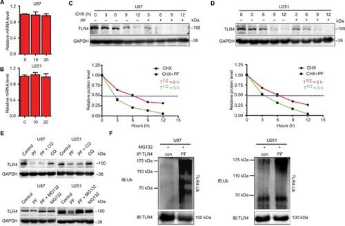 Figure 3 Paeoniflorin promotes TLR4 degradation via the ubiquitin–proteasome pathway in glioblastoma cells.Notes: (A, B) TLR4 mRNA expression was detected by quantitative real-time polymerase chain reaction in cells treated with different concentrations of paeoniflorin and was normalized to GAPDH expression. Expression was expressed as a fold change relative to 0 μM paeoniflorin-treated U87 and U251 cells. (C, D) Time course of TLR4 degradation. Top panel, CHX (100 μg/mL) was added to U87 and U251 cells treated with or without 20 μM paeoniflorin for 24 h, after which Western blot analysis was performed. Bottom panel, quantified TLR4 band intensities, which are representative of 3 separate analyses by Image J. The relative intensities of each band from the cell samples were quantified by densitometry as a function of time, with the dotted line (---) indicating the half-life (T½) of TLR4 protein in U87 and U251 cells. (E) U87 and U251 cells were incubated with 20 μM CQ or 5 μM MG-132 for 6 h before being treated with 20 μM paeoniflorin or PBS for 18 h. TLR4 protein expression was estimated by Western blotting. (F) U87 cells and U251 cells were pretreated with MG-132 (10 μM) for 6 h, followed by additional incubation with paeoniflorin (20 μm) for 18 h. The lysates were subjected to immunoprecipitation, which was performed with antibodies against TLR4 and immunoblot analysis, which was performed with antibodies against ubiquitin; n=3 or n=4. All tests were performed in triplicate.Abbreviations: CHX, cycloheximide; CQ, chloroquine; GAPDH, glyceraldehyde-3-phosphate dehydrogenase; TLR4, Toll-like receptor 4; IB, immunoblotting; PF, paeoniflorin; Ub, ubiquitin.