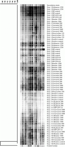 Figure 1.  The restriction endonuclease digestion patterns obtained by PFGE of reisolated E. coli bacteria from Experiments 1, 2 and 3 (n=≥1 reisolate per experimental group). Patterns were identical to the inoculation strain 506 and therefore considered clonal. The control isolate originating from a broiler flock with colibacillosis appeared genetically unrelated. Reisolates are identified by experiment number, treatment and dose (mg/kg feed, except doxycycline where dose is mg/l drinking water).