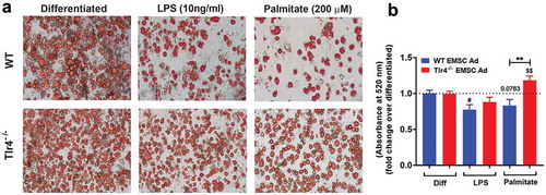 Figure 1. Adipogenesis in EMSC derived adipocytes. (a) Bright field images of WT EMSC derived adipocytes – TOP ROW, left- Differentiated; middle- LPS treatment (10 ng/ml); right- Palmitate treatment (200 μM). Bright field images of Tlr4−/- EMSC derived adipocytes- BOTTOM ROW, left- Differentiated; middle- LPS treatment (10 ng/ml); right- Palmitate treatment (200 μM). (b) Graph depicting ORO absorbance in WT (blue bar) and Tlr4−/- (red bar) EMSC Ad treated with LPS and palmitate. N = 6 per condition; Experiments were performed in duplicates and data is representative of three independent experiments. One-way ANOVA and Student’s t-test was performed for (B). Statistical significance is indicated by *p < 0.05, **p < 0.01, ***p < 0.001, ****p < 0.0001; error bars are SEM. Comparisons of WT Diff vs WT LPS are shown as #p < 0.05, WT diff vs WT Palmitate as p = 0.0763, Tlr4−/-Diff vs Tlr4−/- Palmitate are shown as $$p < 0.01. Diff = Differentiated; Ad = adipocyte