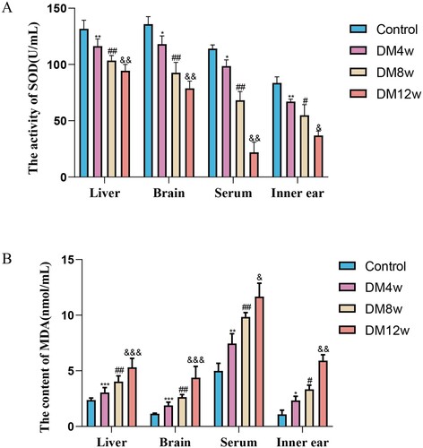 Figure 2. Diabetes elevates oxidative stress levels in mice's organs and exacerbates over time. A: Quantitative analysis of SOD expression levels in the liver, brain, serum, and cochlea of each group of mice, n = 5 mice per group, One-way Anova with Turkey’s post-hoc test, *P < 0.05, **P < 0.01 vs Control, #P < 0.05, ##P < 0.01 vs DM4w group, &P < 0.05, &&P < 0.01 vs DM8w group; B: Quantitative analysis of MDA expression levels in the liver, brain, serum, and cochlea of each group of mice, n = 5 mice per group, One-way Anova with Turkey’s post-hoc test, *P < 0.05, ***P < 0.001 vs Control, #P < 0.05,##P < 0.01 vs DM4w group, &P < 0.05,&&P < 0.01 and &&&P < 0.001vs DM8w group. Data are presented as the means ± SEMs.