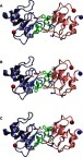 Figure 6 Three structures of the bivalent complex formed by BIR2, BIR3 and compounds 9. The bivalent ligand (colored in green) has two binding motifs interacting with BIR2 (ice blue) and BIR3 (pink). Residues surrounding the binding sites are shown in the Licorice and colored by their charge (red for negative, blue for positive and white for neutral). Residues that maintain interactions between the BIR2 and BIR3 domains are labeled with residue names and numbers. The N-terminals of BIR2 and BIR3 are highlighted with blue balls, while the C-terminals, red balls.