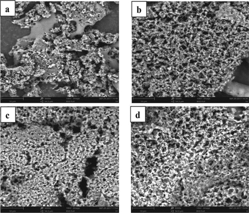 Figure 1. Scanning electron micrographs of the set yogurt: (a) 1.5% (wt/wt) resistant starch 3 (RS3; physically modified starch); (b) 1.5% (wt/wt) resistant starch 2 (RS2; native starch granules); (c) 1.5% (wt/wt) sucrose; and (d) blank control. Scale bar = 10 µm. (102).