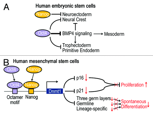 Figure 1. Schematization of the potential signaling pathways that Oct4 and Nanog mediate to regulate self-renewal and differentiation of human ESCs and MSCs. (A) In human ESCs, Oct4 inhibits the BMP4 signaling pathway, which activates mesoderm and extraembryonic ectoderm/endoderm differentiation, while Nanog acts as a repressor of neural crest and neuroectoderm lineage. (B) In human MSCs, Oct4 and Nanog cooperatively induce Dnmt1 expression, which leads to DNA methylation and suppression of p16, p21, developmental markers and lineage genes, thereby promoting proliferation and maintaining undifferentiated states.