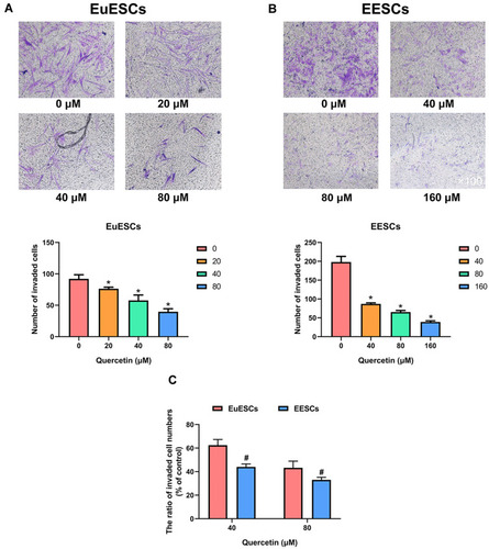 Figure 5 Quercetin inhibits the invasion of EuESCs and EESCs in vitro. (A) EuESCs were exposed to increasing concentrations of quercetin (0, 20, 40, and 80 μM) for 72 h prior to the experiment. Representative images for transwell invasion assay on EuESCs under a microscopy (Magnification ×100) at 24 h. The bar graphs represented the invaded cell numbers of EuESCs. (B) EESCs were exposed to increasing concentrations of quercetin (0, 40, 80, and 160 μM) for 72 h prior to the experiment. Representative images for transwell invasion assay on EESCs under a microscopy (Magnification ×100) at 24 h. The bar graphs represented the invaded cell numbers of EESCs. (C) The bar graph represented the ratio of invaded cell numbers between quercetin treatment group (40 or 80 μM) and control group (0 μM). Data were presented as mean ± SD; *P <0.05 vs 0 μM group; #P <0.05 vs EuESCs group. Each experiment was performed three times.