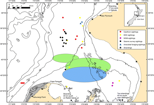 Figure 1  Distribution of blue whale sightings and strandings within the South Taranaki Bight (STB), New Zealand relative to regional bathymetry, the location of the Kahurangi Point upwelling system, and sampled areas of high blue whale prey density. Incidental, survey and anecdotal sightings are symbolised by source. Inset map shows New Zealand with a black box around the STB that is enlarged; Wellington and the Cook Strait are denoted. Black lines indicate 50-m bathymetry isobaths. The centre of upwelling off Kahurangi Point is demarcated in grey; tongues of upwelled water extend as a plume to the north and northeast. The ellipses indicate the approximate areas of increased Nyctiphanes australis density sampled in March and April 1983 (green ellipses; Bradford & Chapman Citation1988; James & Wilkinson Citation1988) and February 1981 (blue ellips; Foster & Battaerd Citation1985). Note: No zooplankton sampling has been conducted in the STB north of c. 39'50°S.