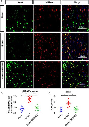 Figure 4 B355252 treatment protects neuron from DNA damage in the brain of cerebral ischemia. (A) Immunofluorescent staining for NeuN and γH2AX at PSD 3. (B) Data quantification for NeuN and γH2AX double-positive cell number at PSD3. (C) Reactive oxygen species assessment from experimental rats at PSD 3. N=6 per group, * p< 0.05, **** p< 0.0001 by one-way ANOVA. Bar: 50 μm.