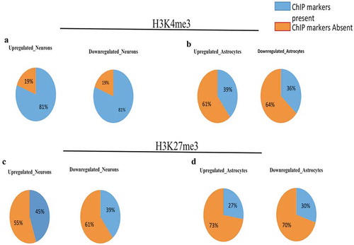 Figure 6. Divergent DELs promoters have higher number of H3K4me3 imprints during neural differentiation.(a) represent the percentage of upregulated and downregulated DELs having H3K4me3 histone marks during neural differentiation of hNPCs. (b) represent the percentage of upregulated and downregulated DELs having H3K4me3 markers during astroglial differentiation of hNPCs. Around 81% of DELs were positive for H3K4me3 histone marks during neural differentiation, while only there were around 36–39% present on DELs promoter during astroglial differentiation, which shows the impact of epigenetic effect of XH lncRNAs on neural differentiation. (c) represent the percentage of upregulated and downregulated DELs having H3K27me3 histone marks during neural differentiation of hNPCs. (b) represent the percentage of upregulated and downregulated DELs having H3K27me3 markers during astroglial differentiation of hNPCs.