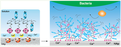 Figure 5 Copolymer containing PEGMA (Blue) and Phosmer (Pink). PEGMA as a hydrophilic polymer brushes in the distant end of HA inhibits bacterial adhesion, while Phosmer binds with Ca2+ from HA. Reproduced with permission from Cui X, Koujima Y, Seto Het al Inhibition of bacterial adhesion on hydroxyapatite model teeth by surface modification with PEGMA-Phosmer copolymers. ACS Biomater. Sci. Eng. 2016;2(2):205–212.Citation13 Copyright 2016, American Chemical Society.