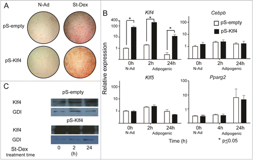 Figure 2. Forced expression of Klf4 does not increase Cebpb and Klf5 expression. (A) Adipose conversion shown by lipid staining with Oil Red O. (B) Expression of the adipogenic genes Klf4, Cebpb, Klf5 and Pparg2 in cultures transfected with pCMVSport6 empty vector (pS-empty) and pCMVSport6Klf4 (pS-Klf4) in cells cultured in non-adipogenic conditions. (C) Representative western blot showing the amounts of KLF4 and using GDI protein as loading control.