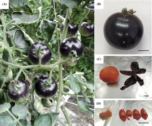Fig. 1. The blue tomato used in this study.