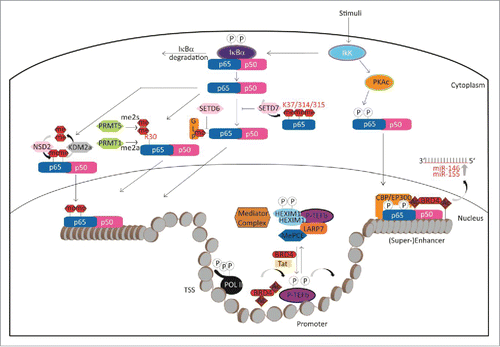 Figure 4. Epigenetic regulation of the NF-κB pathway.
