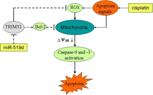 Figure 9 Schema of the predicted mechanisms implicated in SW480 and HT29 cells response to cisplatin and miR-519d. MiR-519d inhibits TRIM32 expression and thus suppresses the expression of Bcl-2 and promotes the cisplatin-caused generation of ROS. Because of the high level of ROS and inhibition of Bcl-2, apoptosis signals produced by cisplatin were expanded to trigger the mitochondria-mediated intrinsic apoptosis pathway. As a result, MMP (Δφ) was decreased and the effector caspases (caspase-9 and caspase-3) are triggered to cause the apoptotic cell death of SW480 and HT29 cells.Abbreviations: TRIM32, tripartite motif 32; Bcl-2, B-cell lymphoma-2; MMP, mitochondrial membrane potential, ROS, reactive oxygen species.
