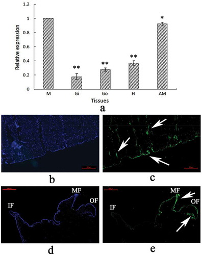 Figure 4. Tissue-specific expression (a) and in situ hybridization (b–e) of VDCP. M, mantle; Gi, gill; Go, gonad; H, hemolymph; AM, adductor muscle; F, Foot. Values for qPCR are means ± SD of three replicates. *, p < 0.05; **, p < 0.01. b: Control sample for the adductor muscle; c: expression of VDCP (green color, denoted by arrows) in the adductor muscle; d: control sample for the mantle; e: expression of VDCP (green color, denoted by arrows) in the mantle. IF, inner fold. MF, middle fold. OF, outer fold. The scale bar, 500 μm.