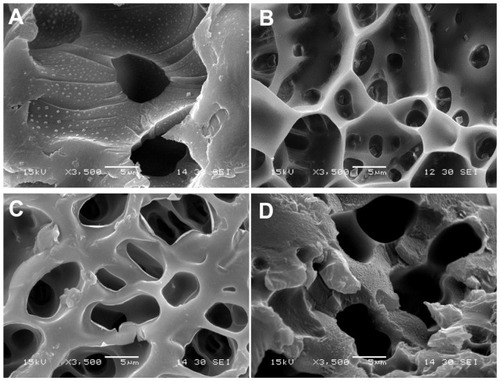 Figure 9 Scanning electron microscopy micrographs of the neat PNIPAAm (A), N88-A2 hydrogel (B), N88-A3 hydrogel (C), and N88-A4 hydrogel (D).Abbreviation: PNIPAAm, poly(N-isopropylacrylamide).