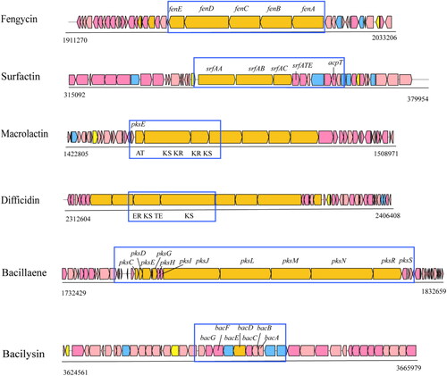 Figure 4. Secondary metabolite gene clusters with antibacterial metabolites in strain LZN01 predicted by antiSMASH 6.0.0rc1 (https://dl.secondarymetabolites.org/releases/6.0.0/). biosynthetic gene clusters are shown above each ORF.