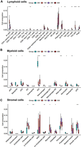 Figure 3 The change of abundance of cell types during the process of venous hypertension. (A–C) Boxplot charts of lymphoid cells, myeloid cells, and stromal cells, respectively. *p-value < 0.05, **p-value < 0.01, ***p-value < 0.001, ****p-value < 0.0001.