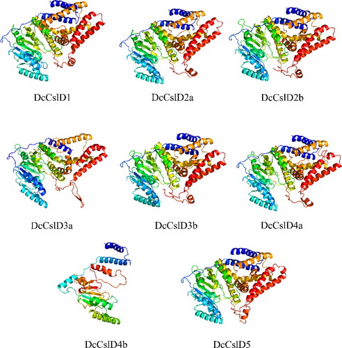 Figure 2. 3D structures prediction of CslD proteins of D. catenatum.