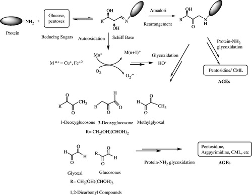 Figure 1. Proposed mechanism of AGEs formation.