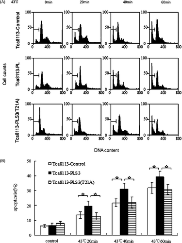 Figure 4. Wild-type PLS3 promotes heat-induced apoptosis. The control, wild-type PLS3, and mutant PLS3 (T21A) plasmids transfected Tca8113 cells were heated at 43°C for 20 min, 40 min, and 60 min, and harvested for apoptosis assays by flow cytometry after cells being cultured at 37°C for 24 h. The apoptotic population was determined by propidium iodide staining. The sub-G1 population was marked by M1 gate and used to represent the apoptotic population. Columns, mean from three independent experiments. Bars, ±SD. *p < 0.01.