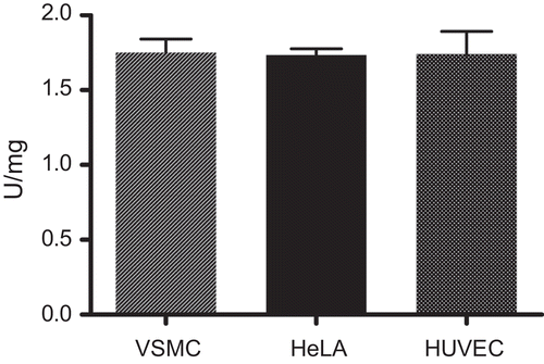 Figure 2.  Specific activity of nuclear extracts from VSMCs, HeLa cells and HUVECs used as HDAC sources. Nuclear extracts from the three cell types were prepared and subjected to the HDAC assay. Specific activity was determined after protein determination according to CitationBradford (1976) and the assumption that 1U HDAC activity equals deacetylation of 1 µmol substrate per min at 25°C. Three independent experiments were performed for each nuclear extract.