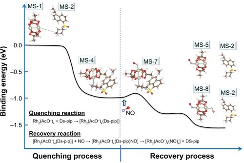 Figure 6 Binding energy during the quenching process and recovery process. The quenching process is coordination between MS-1 and MS-2. By adding NO, Ds-pip is separated from Rh-complex because of the strong binding energy between Rh-complex and NO, in the recovery process. As a result, the molecule structures are changed to Rh2(AcO−)4(NO)x and Ds-pip. The recovery process needs to overcome the energy barrier between MS-4 and MS-5 for formation of the transition state complex, NO-(AcO−)4-(Ds-pip), ie, MS-7.Abbreviations: Ds-pip, dansyl-piperazine; NO, nitric oxide; MS, molecular structure.