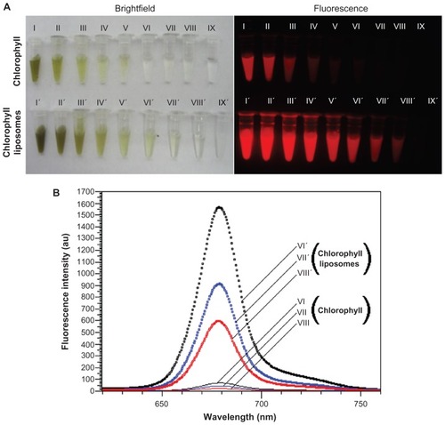 Figure 2 Bright field and fluorescence of chlorophyll dispersed in water before and after liposome encapsulation. (A) Bright field images taken using a digital color camera and fluorescent images taken using the in vivo imaging system: exciting filter 605 nm; emission filter 645 nm (long-pass), and (B) fluorescent spectra excited by 400 nm.Notes: Both chlorophyll and liposome-coated chlorophyll nanocomposites are dispersed in water. The concentrations of chlorophyll are as follows: (I and I′) 1.48 mg/mL, (II and II′) 739.2 μg/mL, (III and III′) 369.6 μg/mL, (IV and IV′) 184.8 μg/mL, (V and V′) 92.4 μg/mL, (VI and VI′) 46.2 μg/mL, (VII and VII) 23.1 μg/mL, (VIII and VIII) 11.6 μg/mL, (IX) distilled water, and (IX′) empty liposome aqueous suspension.