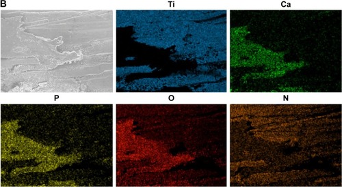 Figure 7 Scanning electron microscopy and EDS analyses of retrieved implants after 28 days.Notes: The areas denoted by 1 and 2 are the sites for EDS analysis (A). The column graph (in A) shows the relative concentrations of Ti, Ca, P, O, and N (n=2–3). In the column graph (A) the plotted Ti concentration is 10 times reduced (Ti/10), while Ca and P concentrations are 10 times enhanced (Ca ×10 and P ×10). The micrographs show the distribution of Ti, Ca, P, O, and N on a Nano surface (B).Abbreviations: EDS, energy dispersive X-ray spectroscopy; Nano, nanopatterned.