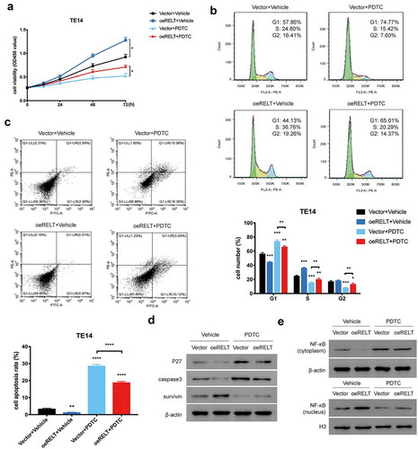 Figure 5. The NF-κB-pathway inhibitor PDTC reduced the RELT-mediated NF-κB-pathway activation and malignancy in the ESCC cells. (a) Cell viability, (b) cell cycle, and (c) cell apoptosis of the vector and the oeRELT group with or without PDTC treatment. (d) Western blotting was performed to detect the level of p27, caspase 3, survivin, and NF-κB in the vector and the oeRELT group with or without PDTC treatment