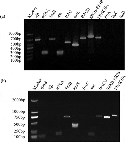 Fig. 2 Identification and expression of antifungal genes from B. subtilis BJ-1. a, PCR amplification of lipopeptide biosynthetic genes from genomic DNA of BJ-1. b, Expression levels of lipopeptide biosynthetic genes were detected using RT-PCR. The housekeeping gene rpoB was amplified as control. Marker: TaKaRa DL1000 (TaKaRa, Dalian, China).